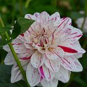 Dahlia x 'Bright Diamond'